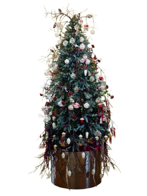 Елка Красный Яр ЕЛКИ РОССИИ