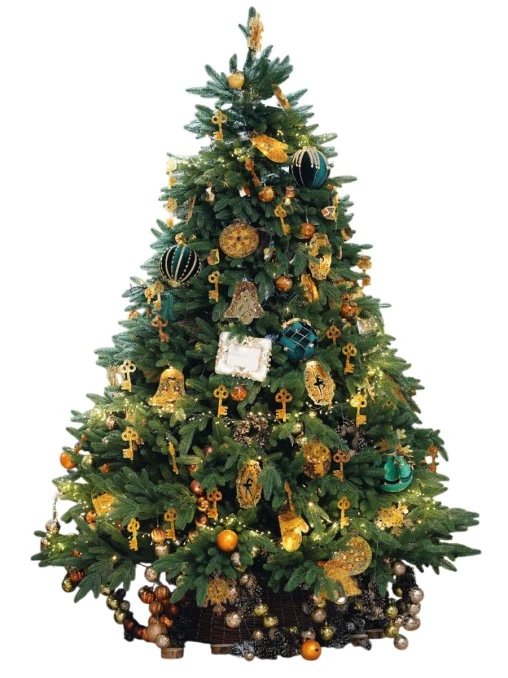 Ель янтарного края ЕЛКИ РОССИИ