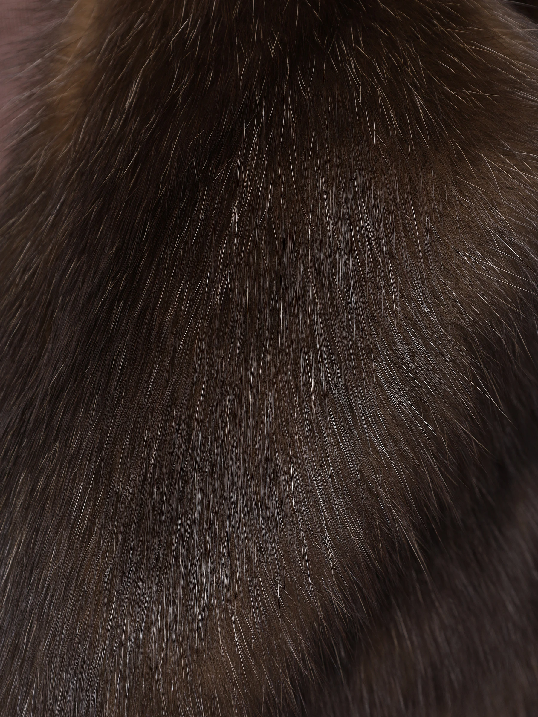 Шуба соболиная