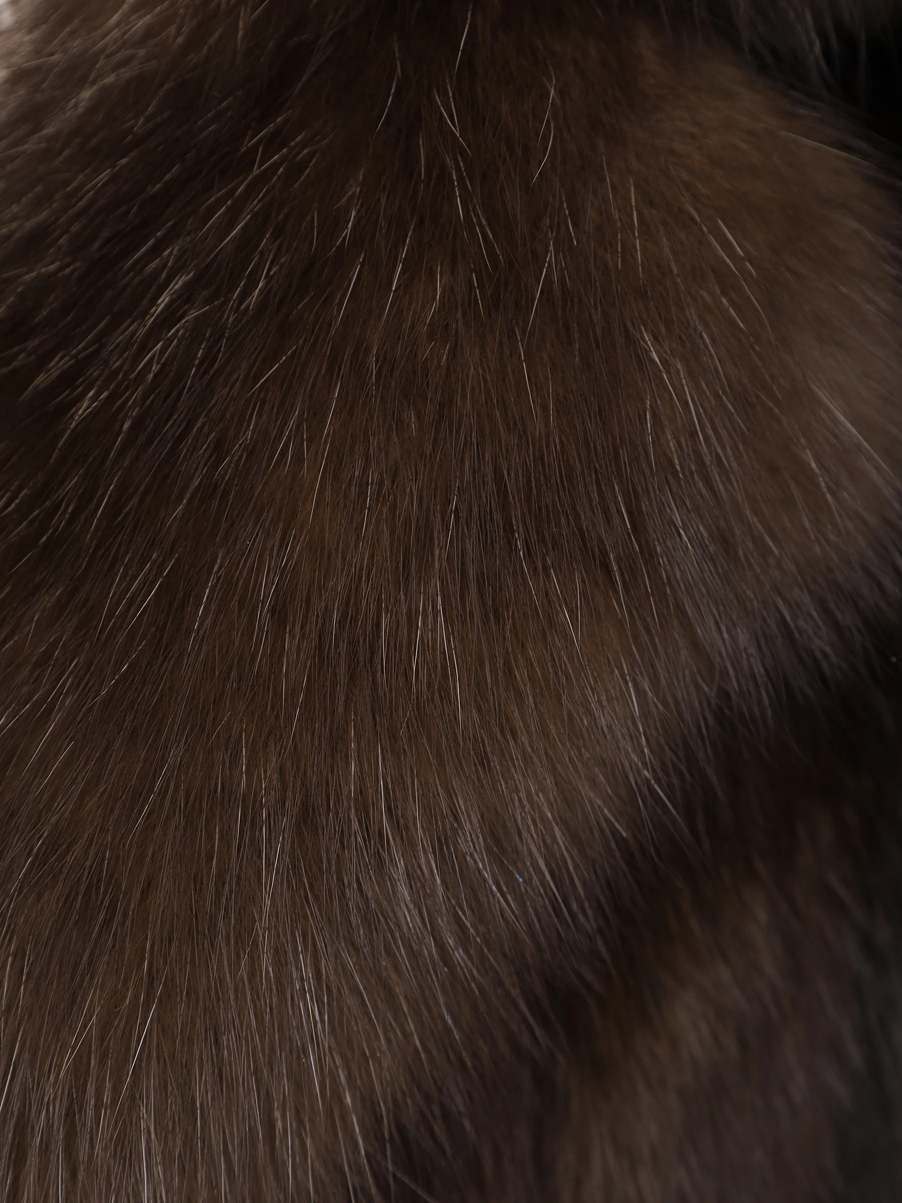 Шуба соболиная