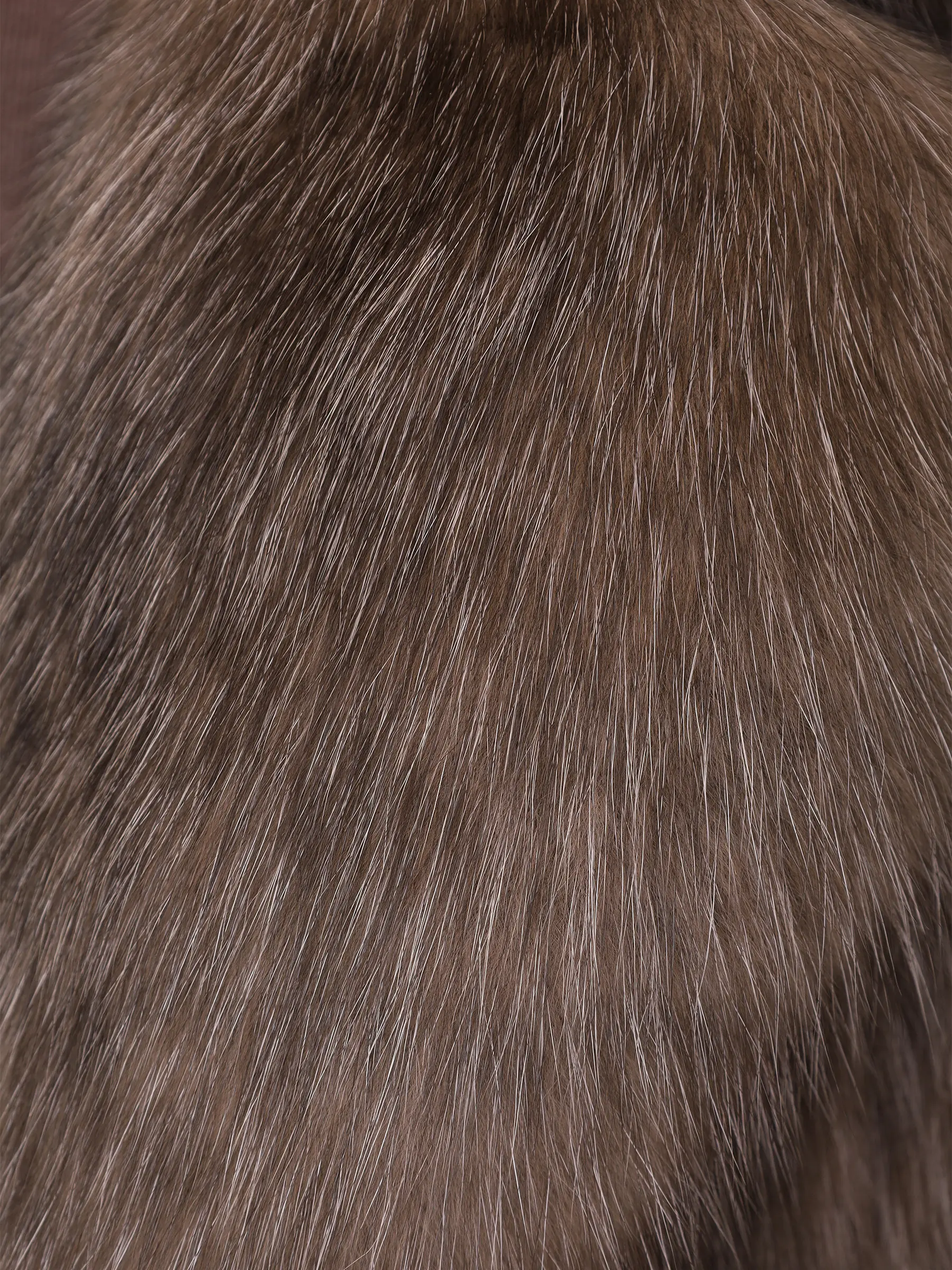 Шуба соболиная