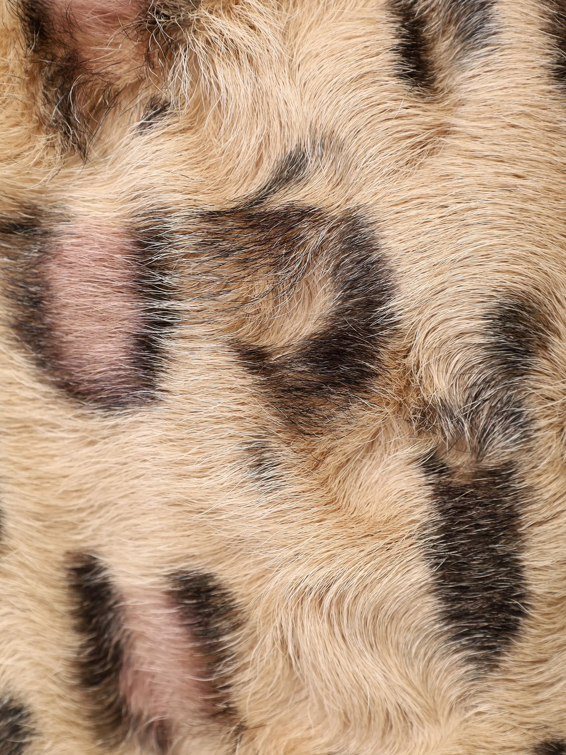 Шуба PRIDE из тиацина