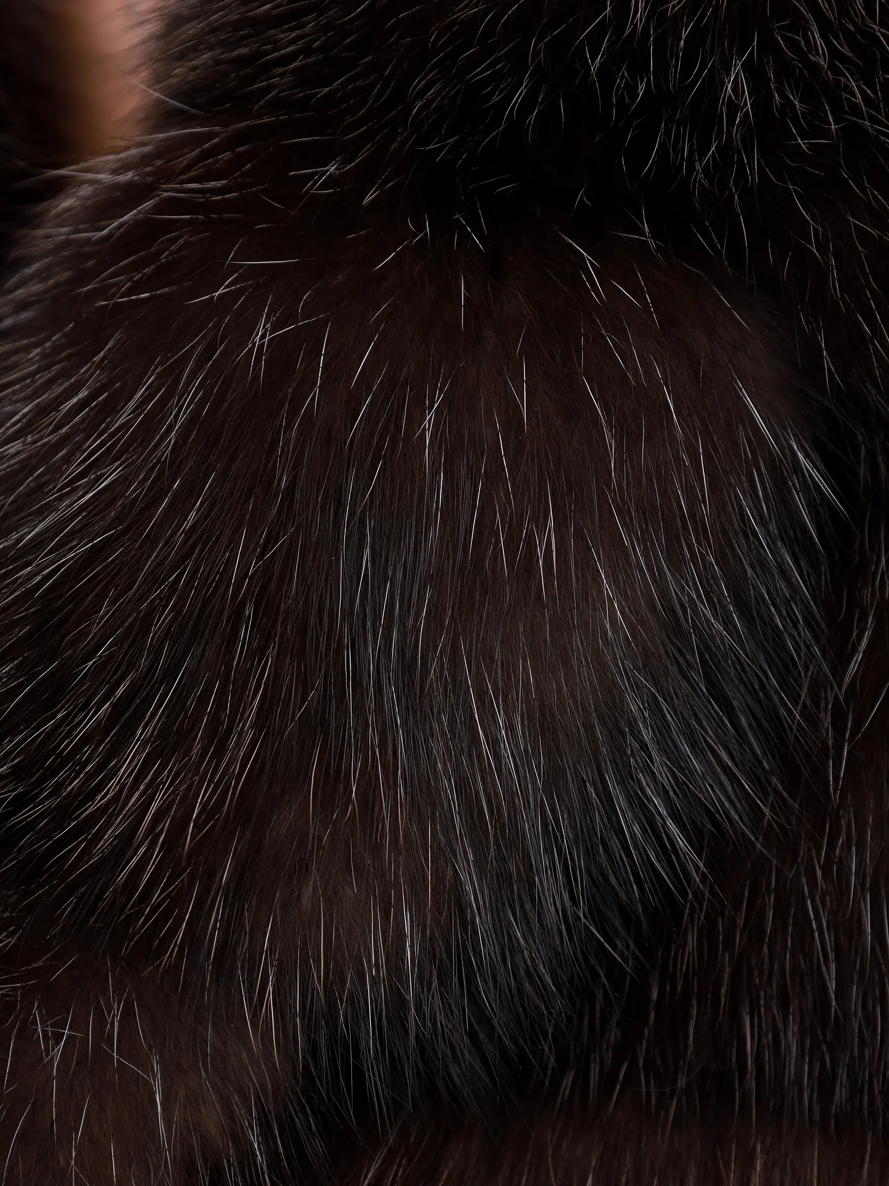 Шуба соболиная